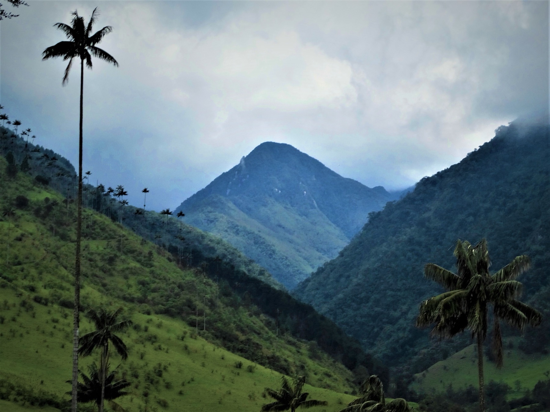 Valle de Cocora con palmas de cera en las montañas del Quindío